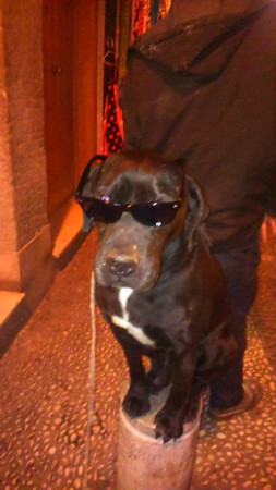 Gordi. trabaja de mimo y se gana,su propio pienso